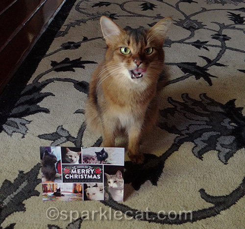 Somali cat, cat tongue, Cat Christmas card