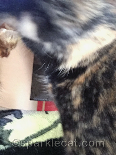 cat selfie, selfie fail