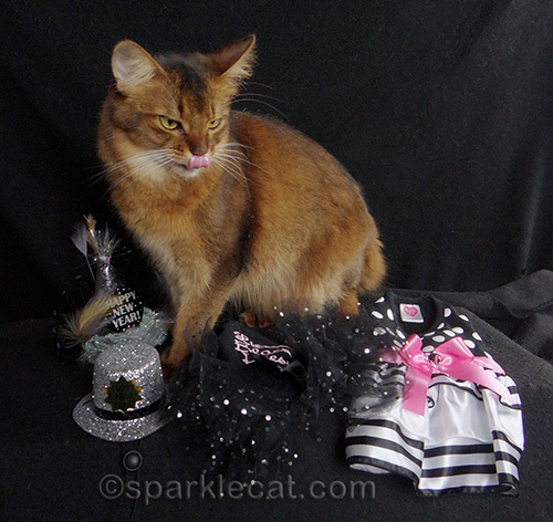 Somali cat, New Year's Eve, cat photography, cat tongue