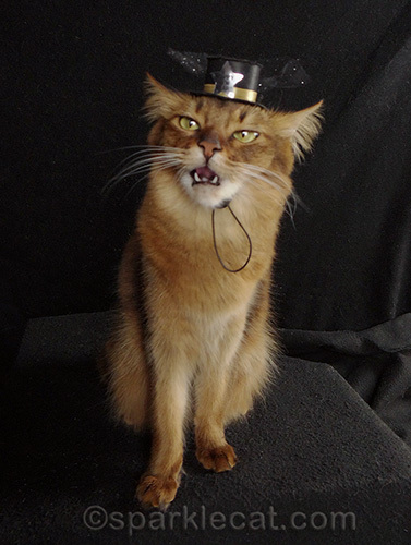 Somali cat, cat in hat, new year's eve hat