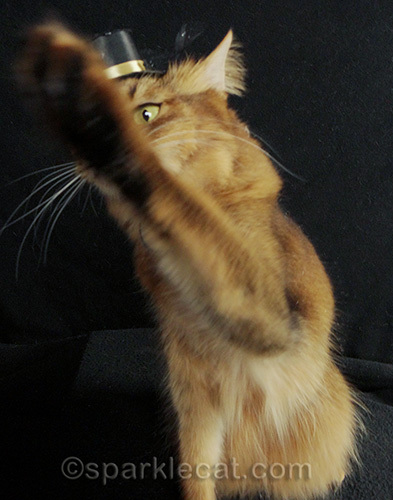 Somali cat, cat in hat, cat photography, cat outtakes
