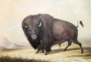 1280px-George_Catlin_Bull_Buffalo
