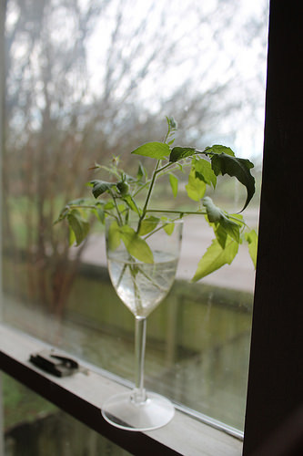 the tomato loves the wineglass