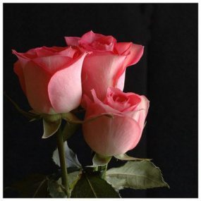 rose pink