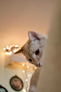 Cream peering down from couch