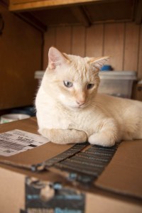Cream loves him an amazon box