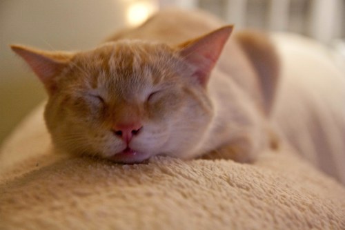 Sleepy kitty