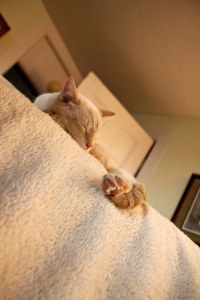 Sleeping kitty Cream