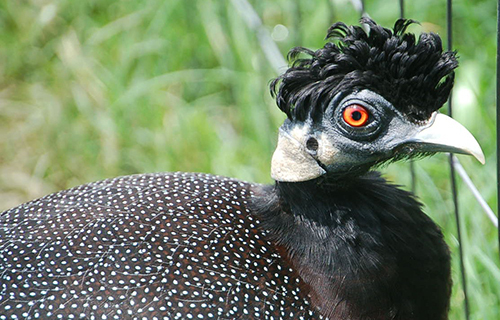 Crested Guineafowl