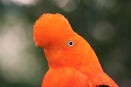 Cock of the Rock