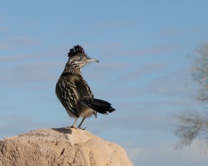 Roadrunner Quartzite AZ by Randy Cockrell