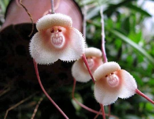 MonkeyOrchid2
