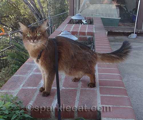 Somali cat, back patio, cat on leash