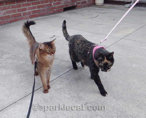 cats on leashes, somali cat, tortoiseshell cat