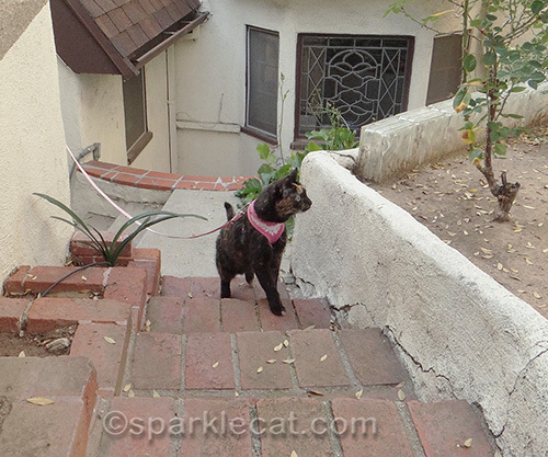 tortoiseshell cat, cat on leash, cat on steps