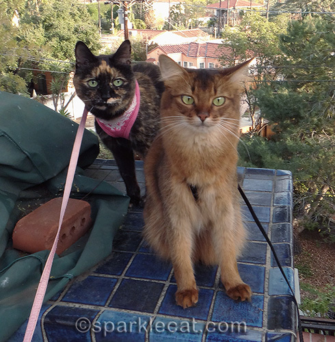 somali cat, tortoiseshell cat, cats on leashes