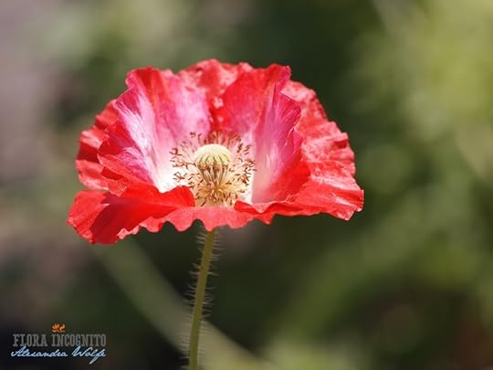 For Cpl. Nathan Cirillo