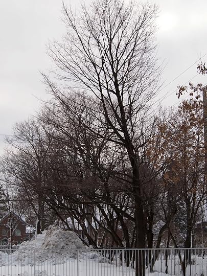 Tree Project - image 107