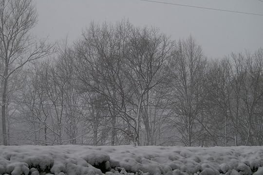 Tree Project - image 106
