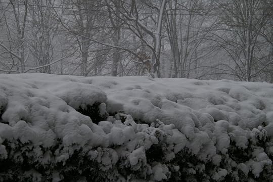 Snow Day - privacy hedge
