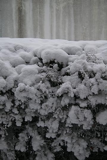 Snow Day - privacy hedge