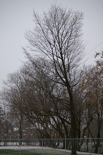 Tree Project - image 105