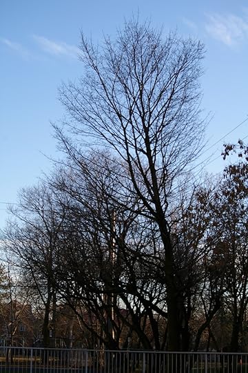 Tree Project - image 104