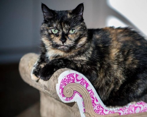 tortoiseshell-cat