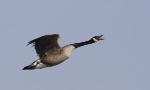 Wild Goose A
