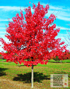 Maple tree, so brilliant. It looks as happy as I do!