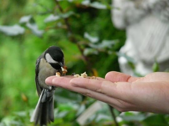 Give the birds a helping hand this year