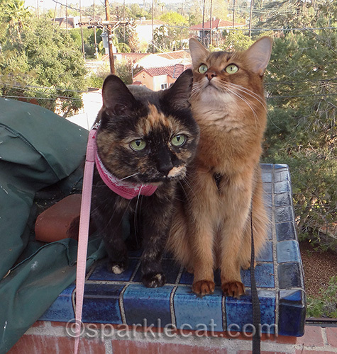 Somali cat, tortoiseshell cat, cats on leashes