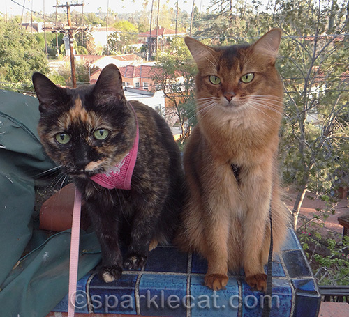 Somali cat, tortoiseshell cat, cats outdoors