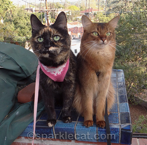 Somali cat, tortoiseshell cat, cat harnesses