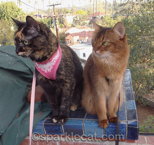 Somali cat, tortoiseshell cat, cats bird watching