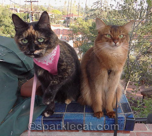 Somali cat, tortoiseshell cat, cats on leashes