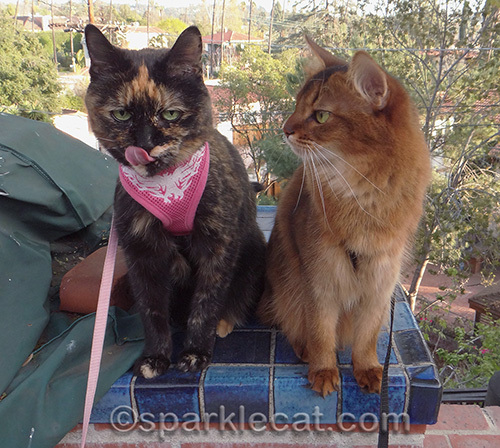Somali cat, tortoiseshell cat, cat tongue