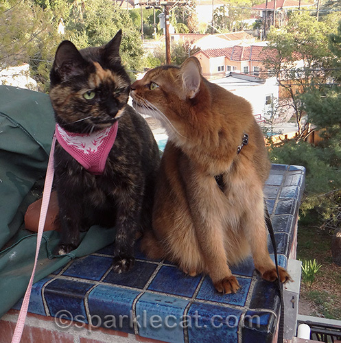Somali cat, tortoiseshell cat, cat friends
