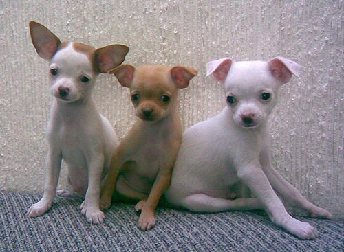 Chihuahuas as Speaking Coaches