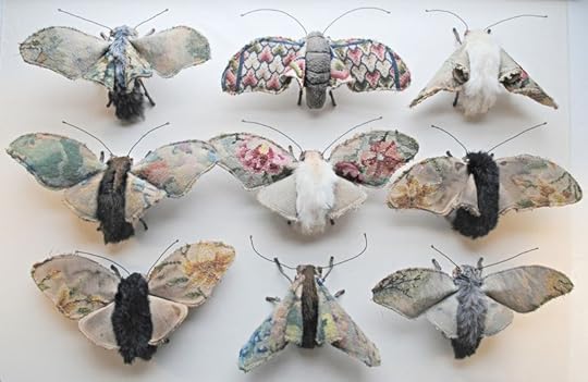 Moth collection by Mr. Finch