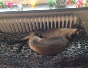 Gud vad jag önskar jag var en katt ibland. Så här har de legat hela dagen.