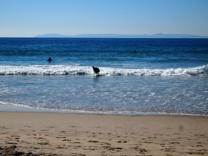 Surfing in Long Beach