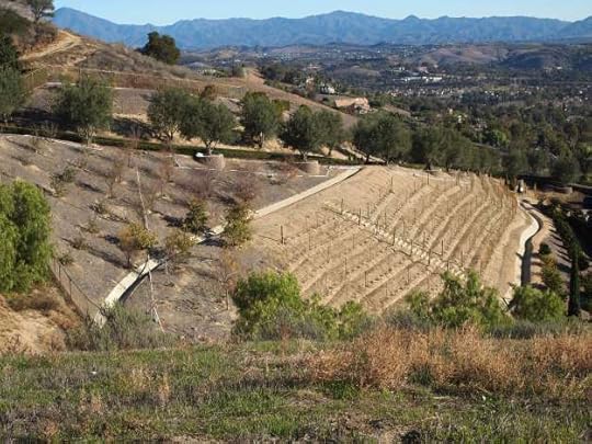 Vineyard in Southern California