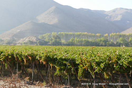 Growing grapes for Pisco