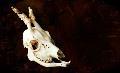 vampire deer