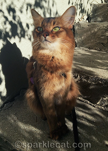 Somali cat, cat on leash, cat in the sun