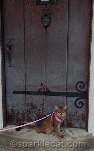 Somali cat, door, vintage house, steps