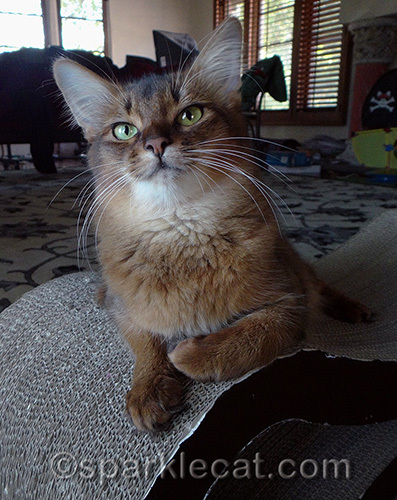 Somali cat, cat on scratcher