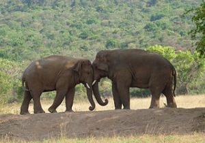 Elephants