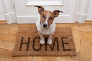 home dog 15377316_s